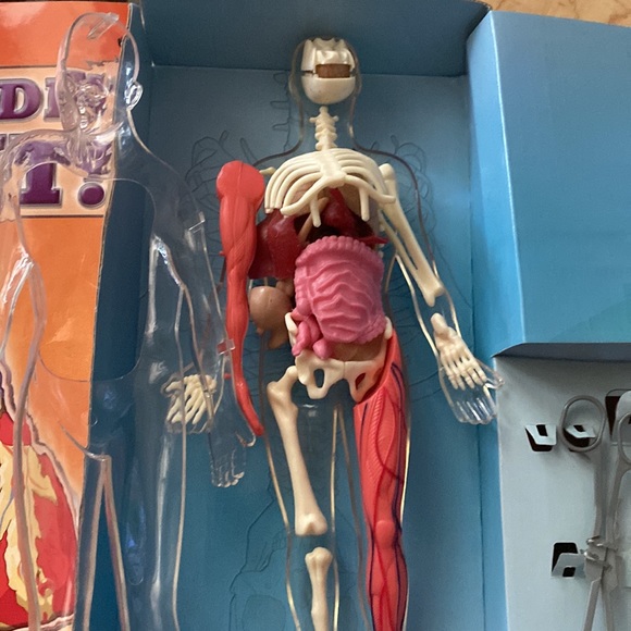 Youth science toy - Squishy Human Body 8+ - Picture 7 of 12